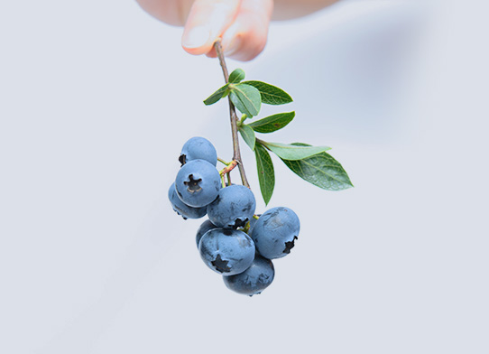 Programma Vita Omnia Programma Lichter in het leven staan